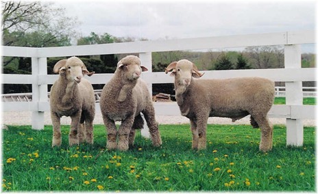 rambouillet sheep executive